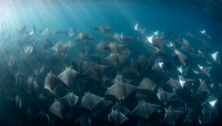 Mobula Rays