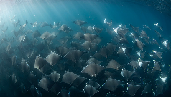 Mobula Rays
