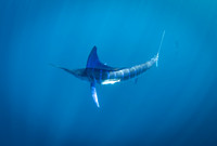 Blue Marlin
