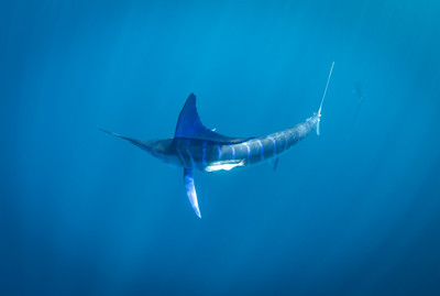 Blue Marlin