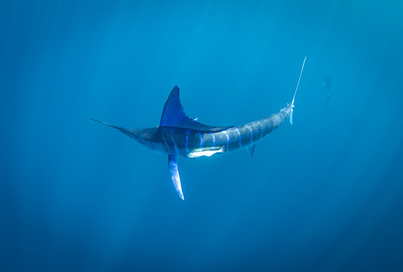 Blue Marlin