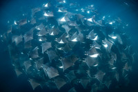 Mobula Rays