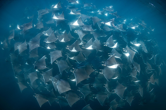 Mobula Rays