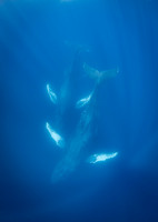 Humpback Whales