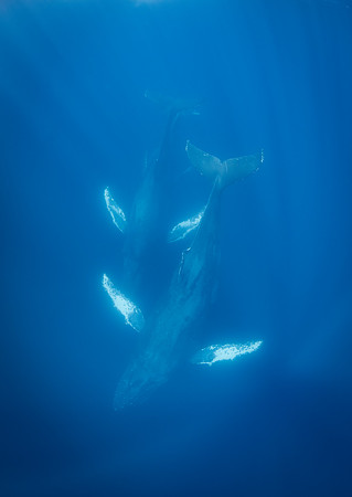 Humpback Whales