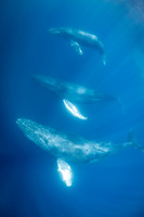 Humpback Whales