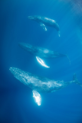 Humpback Whales