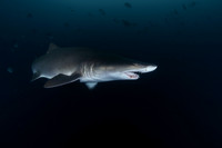 Best Shark Runner Up - Daniel Rojas