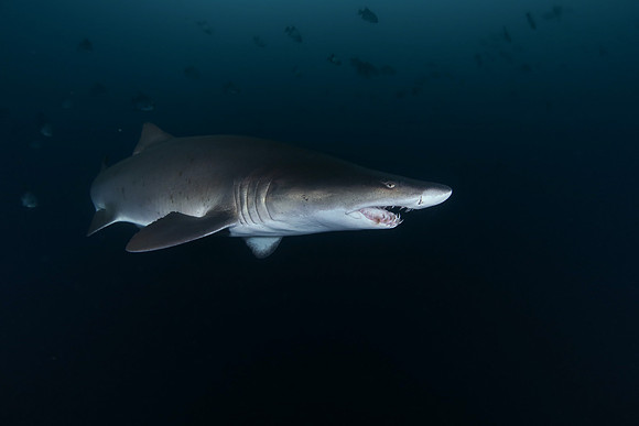 Best Shark Runner Up - Daniel Rojas