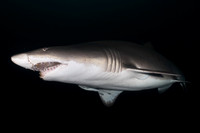 Best Shark 1st Place - David Buky