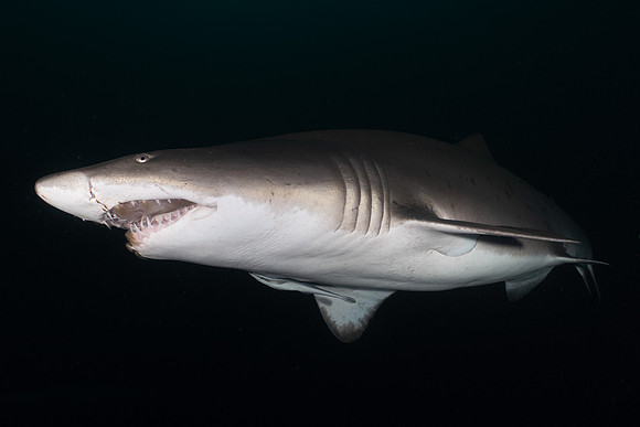 Best Shark 1st Place - David Buky
