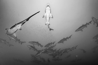 Best Shark 2nd Place - Ian Ford