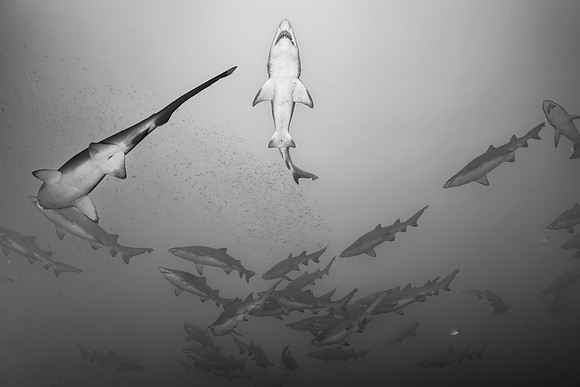 Best Shark 2nd Place - Ian Ford