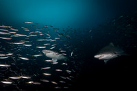 Best Shark 3rd Place - Richy Bichler