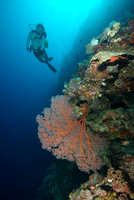 Sea Fan I