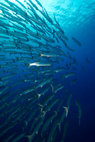 Barracuda