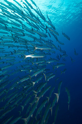 Barracuda