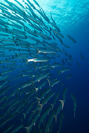 Barracuda