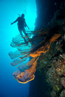 Sea Fan II