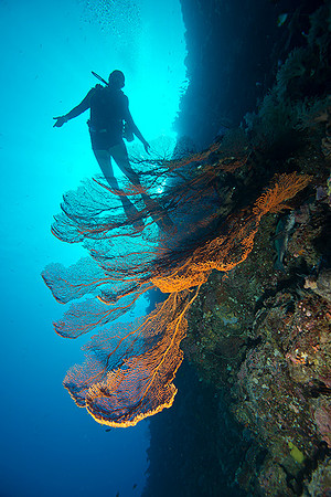 Sea Fan II