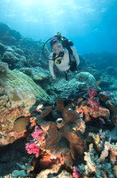 Giant Clam III