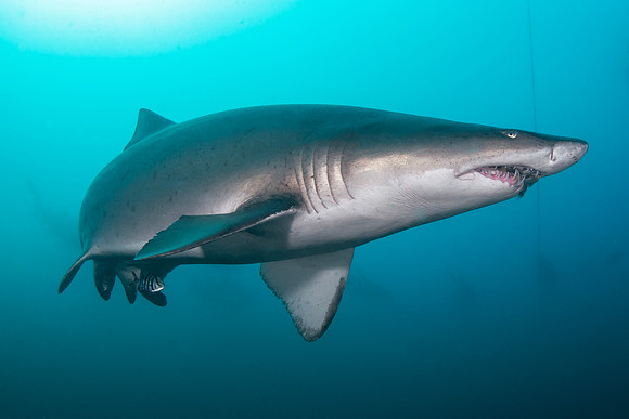 Best Shark Photo - 1st Place Winner - Eliel Alfon