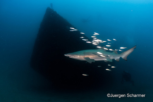 Best Body of Work 2nd Place - Juergen Scharner