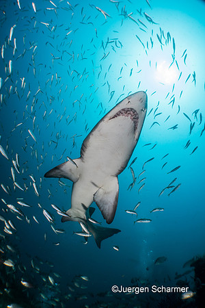 Best Body of Work 2nd Place - Juergen Scharner