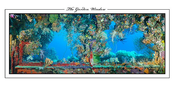 The Garden Window