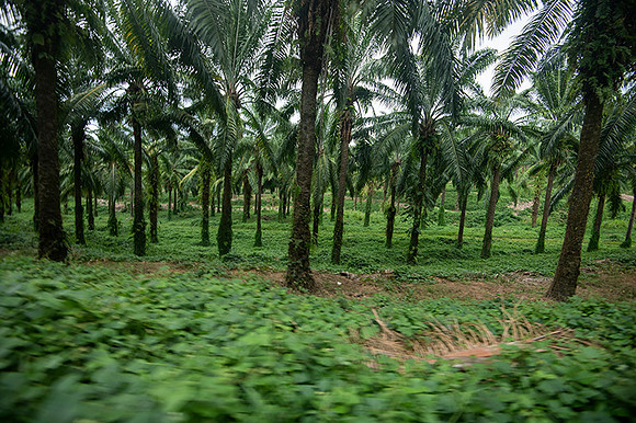 Palm Oil Plantation