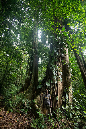 Old Growth Rainforest