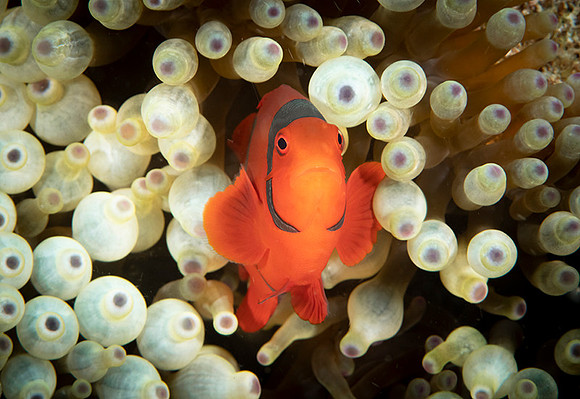 Spiked Cheek Anemone Fish