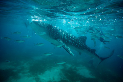 Whale Shark in Oslob, PI