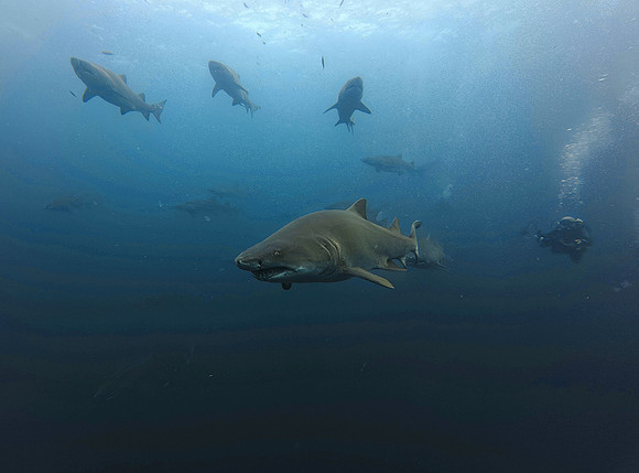 4th Place Best Point & Shoot Camera Photo - George Branson IV