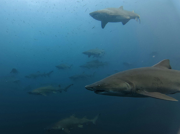 3rd Place Best Shark Photo - George Branson IV