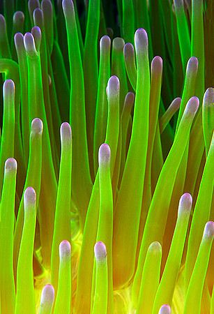 Sea Greens