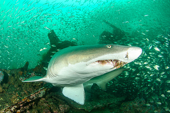 2nd Place Best Shark Photo - David Thomas