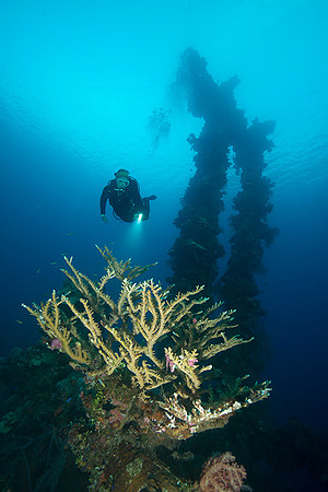 Sankisan Maru Hard Coral Delight