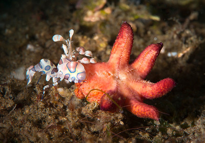 Male Harlequin Shrimp w/sea star