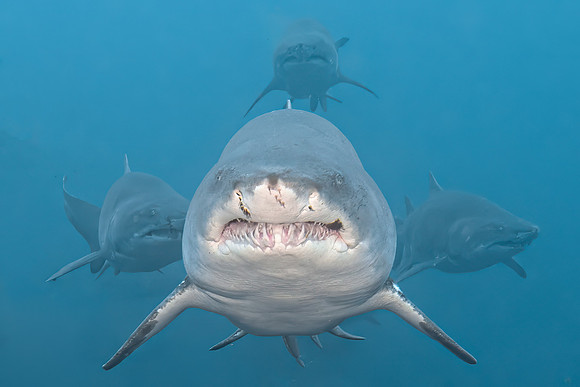 1st Place Best Shark Photo - Maris Kazmers