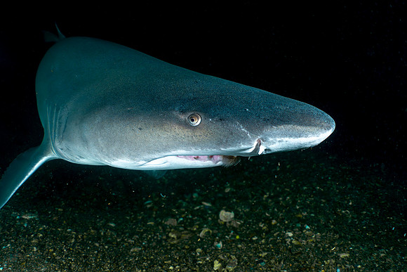 4th Place Best Shark Photo - David Buky